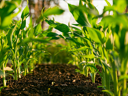 PGD Agricultural Risk Management & Finance